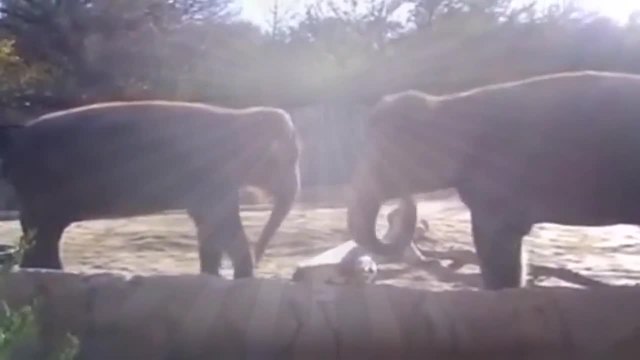 Слон се опитва да счупи клечка, но нещо не му се получава