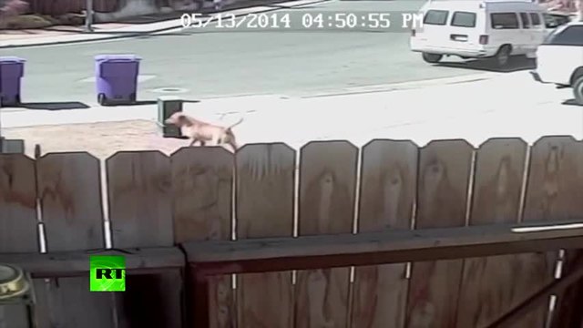 Невероятно видео! Смело коте спасява дете от улично куче