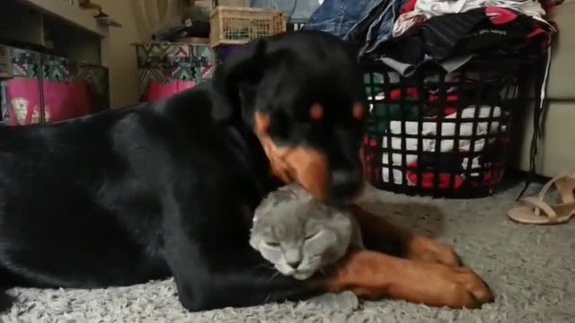 Куче се грижи с любов за котето негов приятел