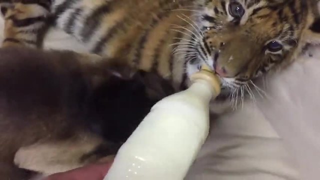 Невероятно приятелство - маймунка храни тигърче (ВИДЕО)