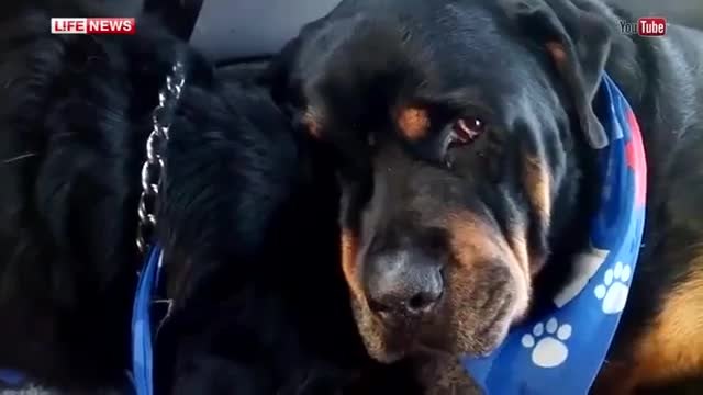Видео , което успя да трогне всички ! Куче се разплака за брат си ,с който са били заедно цял живот!