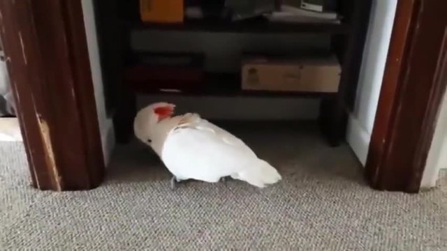 Сладко папагалче Какаду се плаши от силната музика и се крие