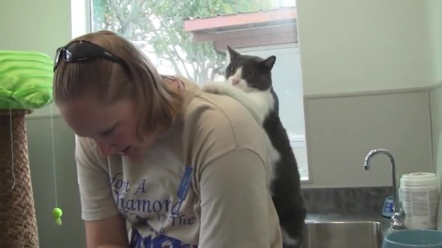 Котка прави масаж на стопанката си!