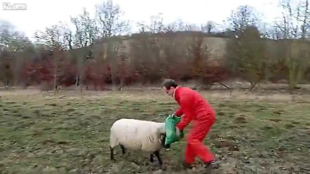 Мъж тренира овена на стадото си (ВИДЕО)