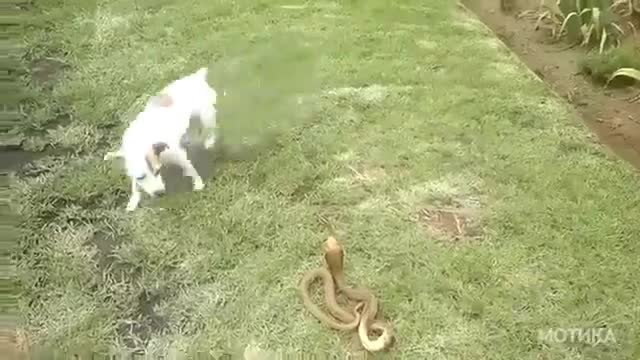 Какво направи кучето, когато видя кралска кобра в двора ?