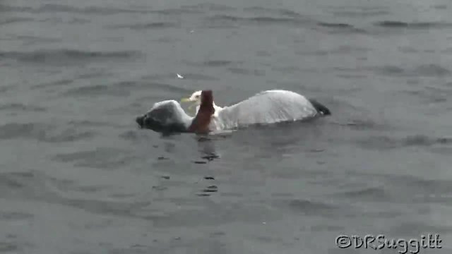 Чайка се брани в смъртоносна битка от невестулка във водата !