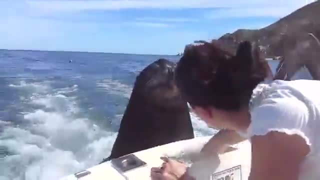Тюлен се вози на лодка
