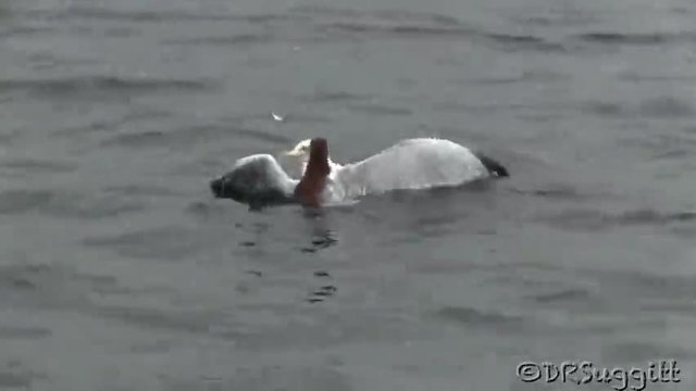 Гларус в смъртоносна битка с невестулка във водата !