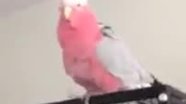 Ядосан розов папагал