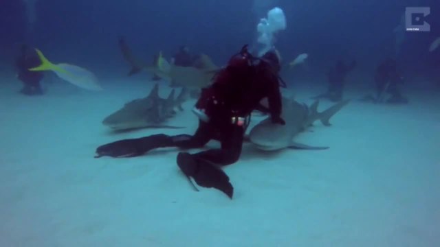 Водолаз масажира акули