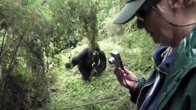 Ядосана горила напада хората