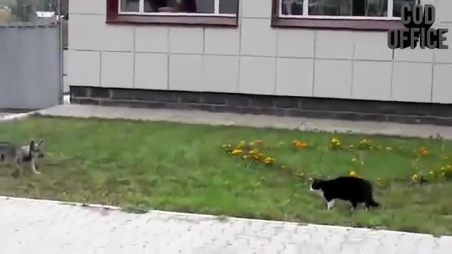 Котка атакува куче! Само в Русия