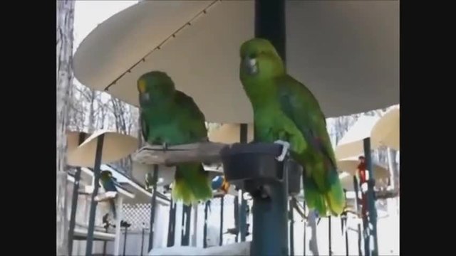 Вижте Най-забавно говорещите папагали в света!