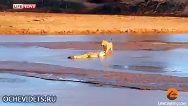 Крокодил в смъртоносна схватка с прайд лъвове за труп на слон