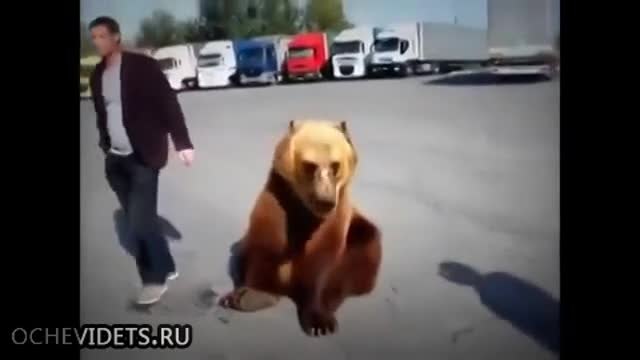 Ето какво е научл мечока Тима от руските тираджии