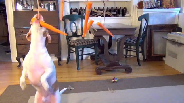 Куче срещу морков!