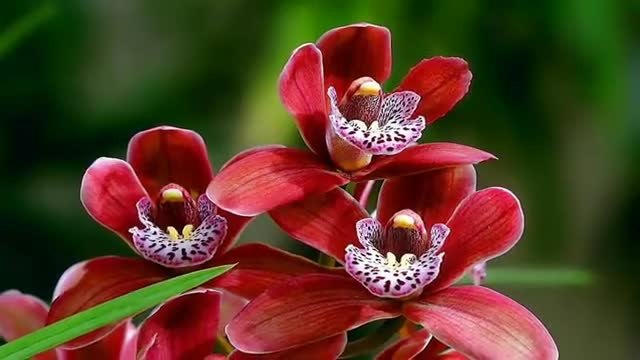 Приятен ден с Музика . ...Най-прекрасните Орхидеи