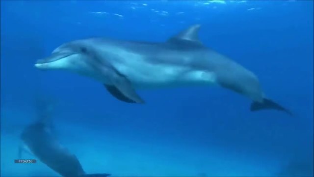 Морско синьо - Делфини отблизо - Музика за релакс ♥