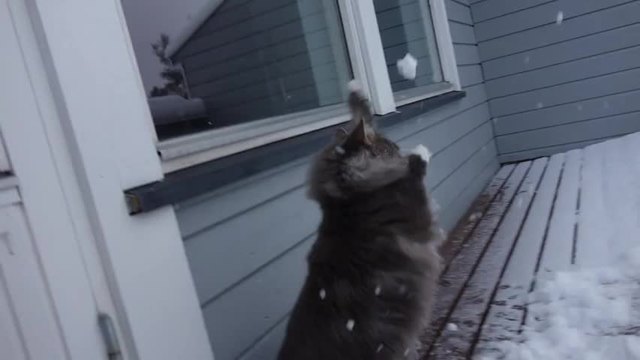 Котенце се радва на снега! (видео)