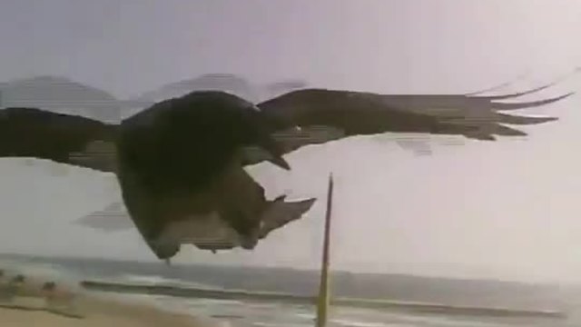 Врана напада безпилотен самолет