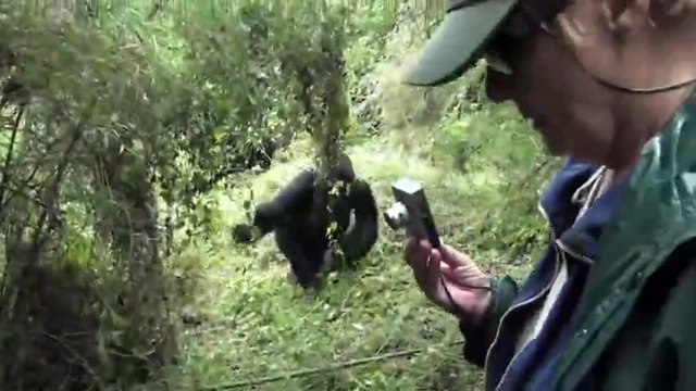 Ядосана горила напада хората (ВИДЕО)