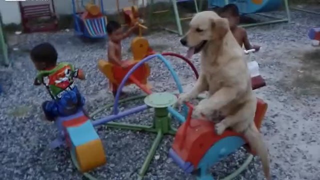 Кученце се вози на въртележка с деца