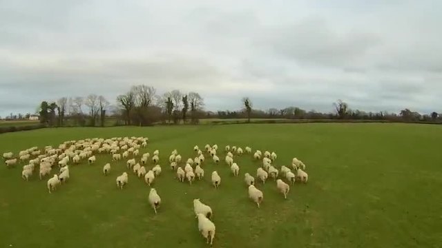 Модерни технологии 2015! Овчарите днес така пасат овцете с Дрон! (ВИДЕО)