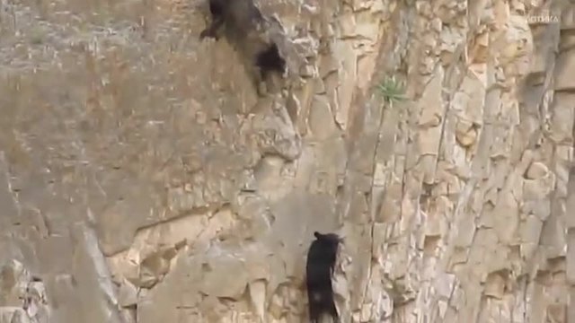 Невероятно! Мечка с меченцето си се катерят по стръмна скала като алпинисти!!! (ВИДЕО)