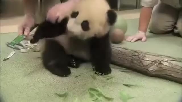 Какво гушка тази малка сладка панда