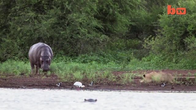 Хипопотам се спасява от атака на лъвове