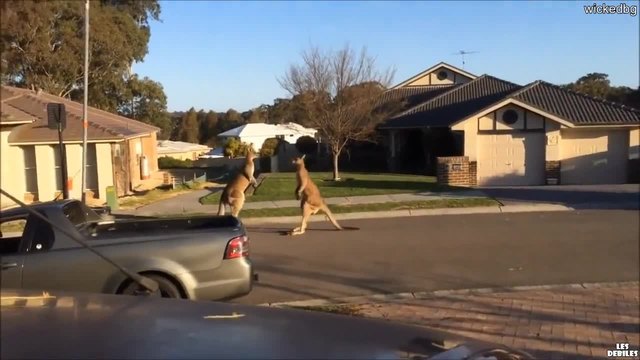 Уличен бой между две кенгура