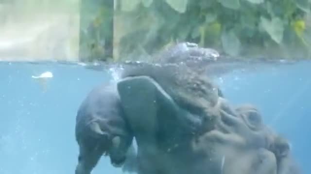 Бебе хипопотамче се учи да плува с помощта на майка си