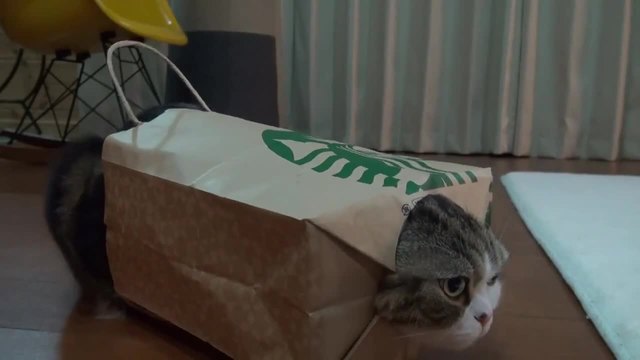 Котето Мару облечен в хартиена торбичка