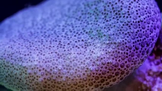 Животът на коралите - Time Lapse (ВИДЕО)