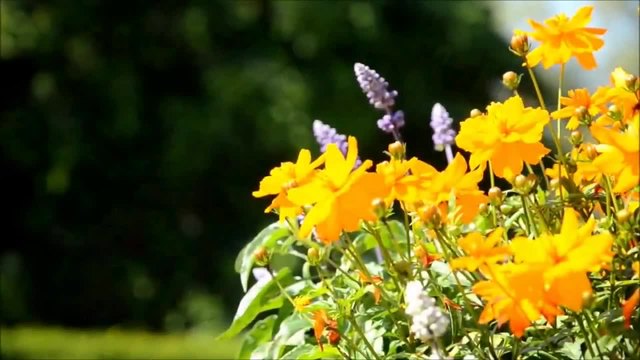 Beautiful flowers and insects