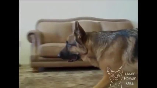 Куче-приятел на човека - помага на собствениците си да се съблекат!
