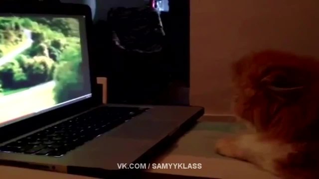 Котка си изкарва акъла от видяното в монитора