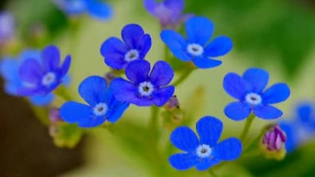 Синя пролет ... ( Richard Abel)... ...