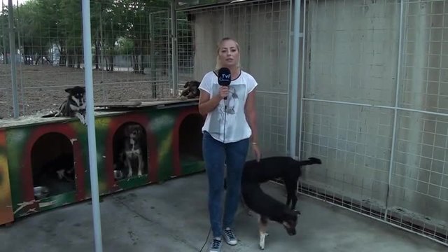 Супер забавно видео ! Репортерка не усети и беше маркирана три пъти от кучето - Смях!