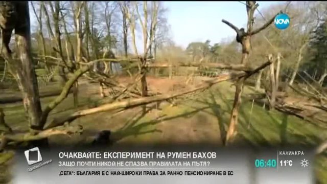 Маймуна свали дрон с пръчка в холандски зоопарк