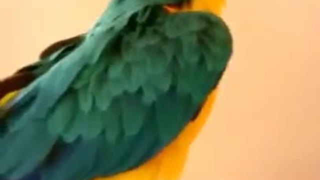 Стопанка оправя на папагала си прическата му с прахосмукачка