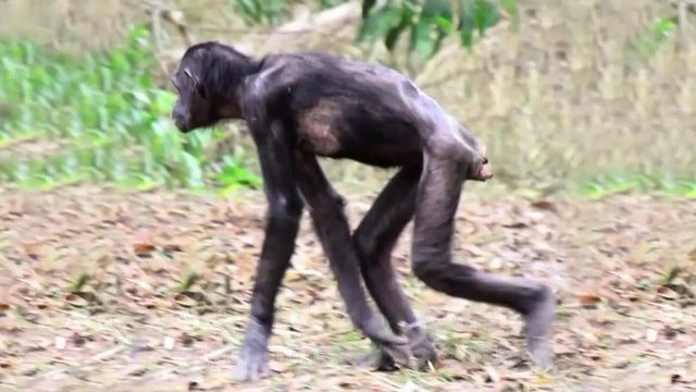 Шимпанзе гушва своя спасител за довиждане по пътя за своя дом