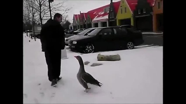 Няма по-забавно видео - вижте какви милички гъски!!!
