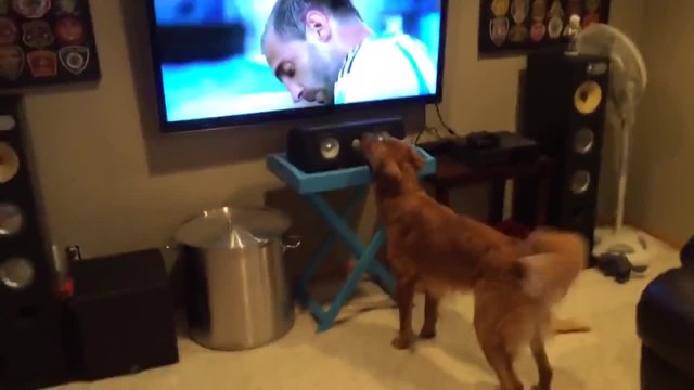 Куче гледа Световната купа по футбол и се радва !