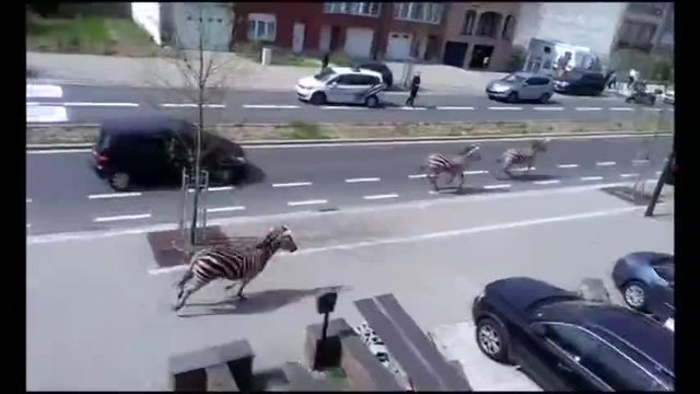 Три зебри тичат по улиците на Брюксел
