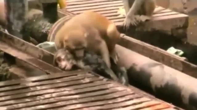 Чудо!!! Вижте как маймуна спасява другарчето си!