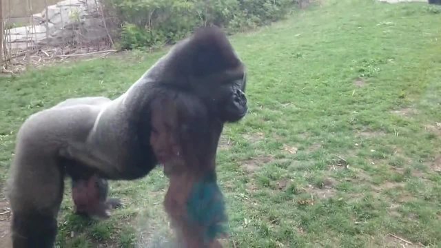 Голяма горила се засилва към хора и напуква прозорец