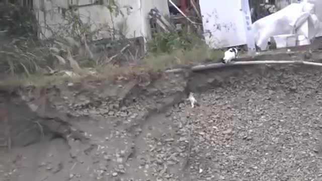 Възхитителната постъпка на една котка, която спасява малкото си