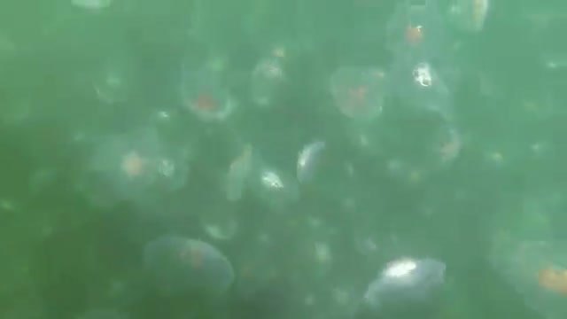 Човек заснема от лодката си хиляди медузи във водата