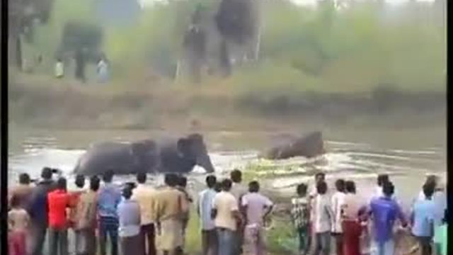 Разярен слон напада и едва не убива човек